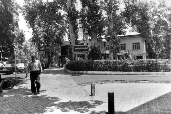 قصه‌ چندمین چنار؛ استنادی به نقش چنار در درام شهری تهران